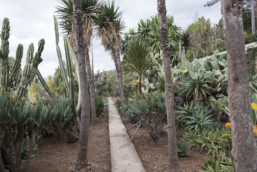 cactus plants in botanical garden Funcahl on the portuguese island Madeira