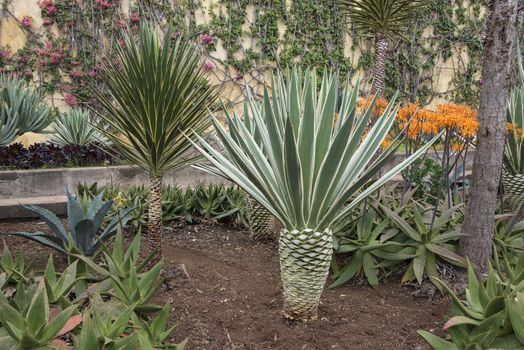 agave in the botanical garden of Funchal Madeira