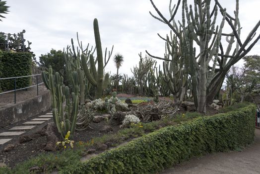cactus plants in botanical garden Funcahl on the portuguese island Madeira