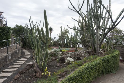 cactus plants in botanical garden Funcahl on the portuguese island Madeira
