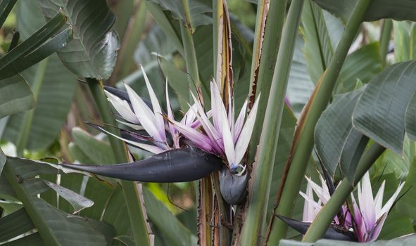  Beautiful close up of the blossom of the bird of the paradise flower, traditional one of Madeira island, Portugal