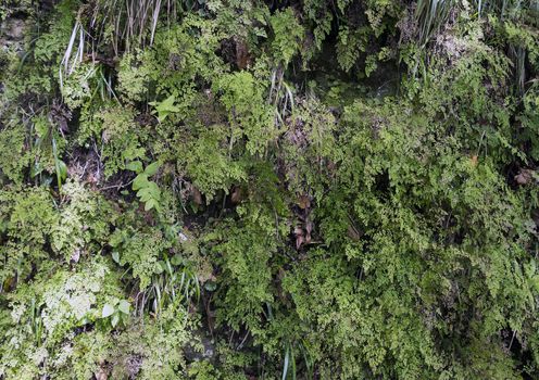 background of green ferns in madeira nature