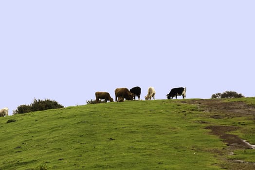 red white and black white cows on green field