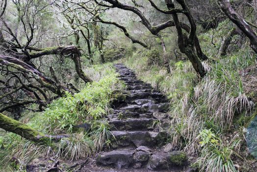 rocks as staircase in the madeira nature near levada das 25 fontes