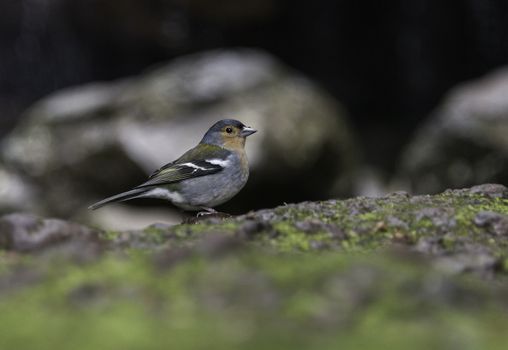 Fringilla madarensis bird only living on portugal island of madeira