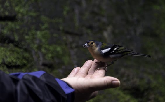 Fringilla madarensis eating seeds from a human hand