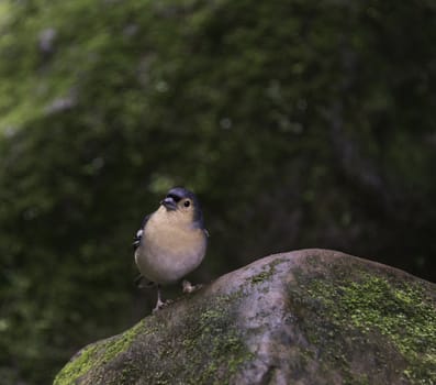 Fringilla madarensis bird of madeira looking at camera
