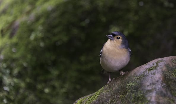 Fringilla madarensis bird of madeira looking at camera
