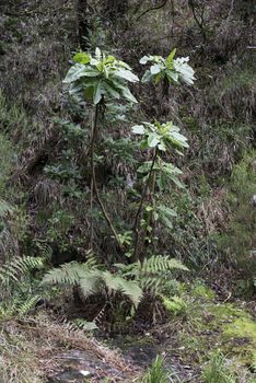 green vegetation with plants on madeira island