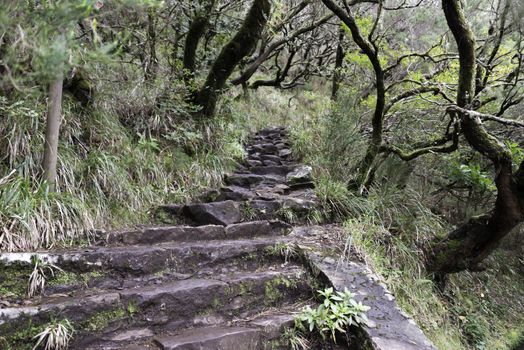 green wild nature on madeira near the 25 fonts levada track