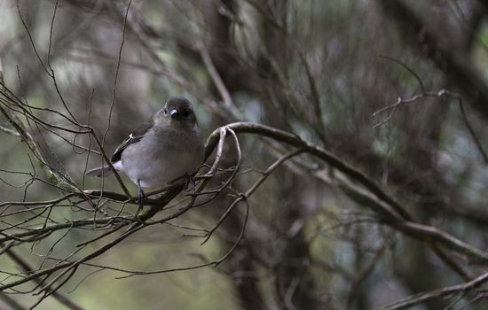 Madeiran chaffinch bird on portuguese island of madeira