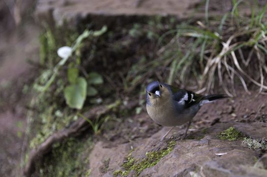 Madeiran chaffinch bird on portuguese island of madeira
