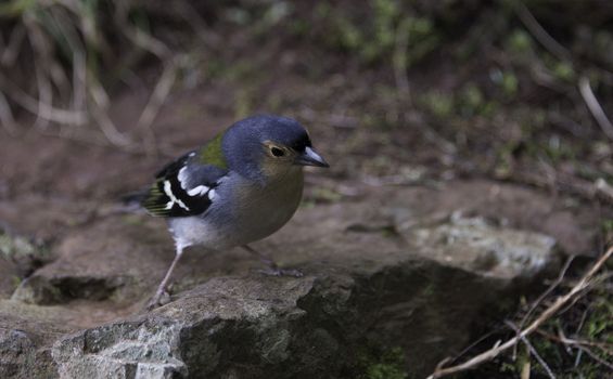 Madeiran chaffinch bird on portuguese island of madeira