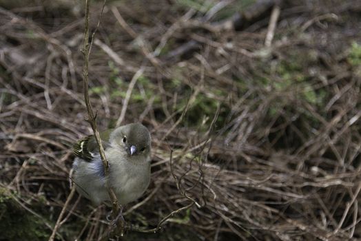 Madeiran chaffinch bird on portuguese island of madeira