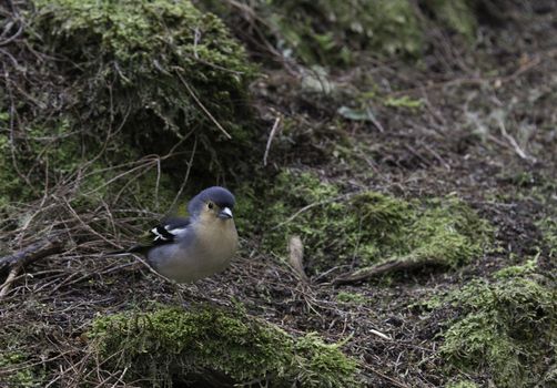 Madeiran chaffinch bird on portuguese island of madeira