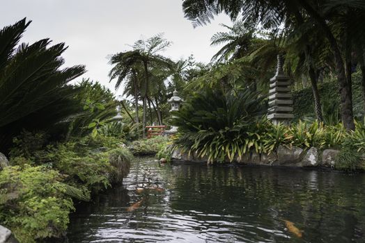 japanese garden with goldfich en green plants in madeira botanical garden