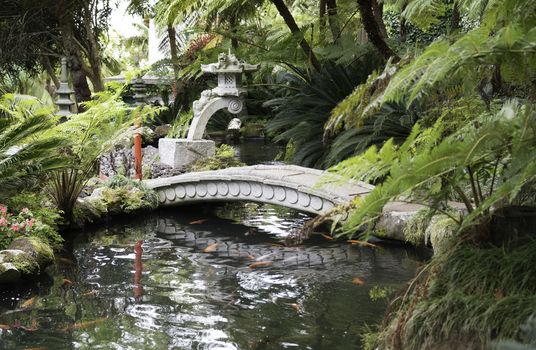 japanese garden with goldfish en green plants in madeira botanical garden