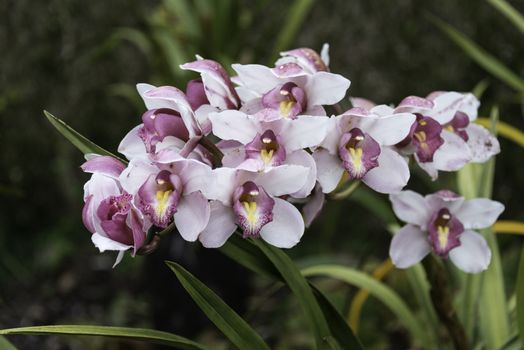 Orchidea with purple and white on madeira portuguese island