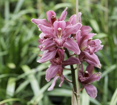 Orchidea with purple and white on madeira portuguese island