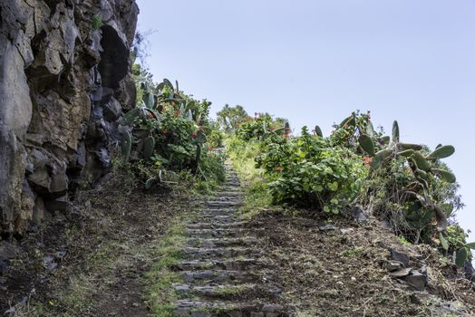 rocks with flowers and cactus on madeira island