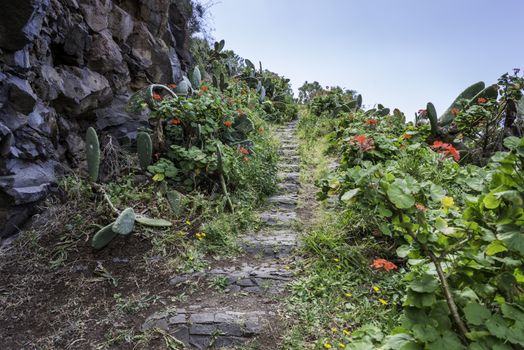 rocks with flowers and cactus on madeira island