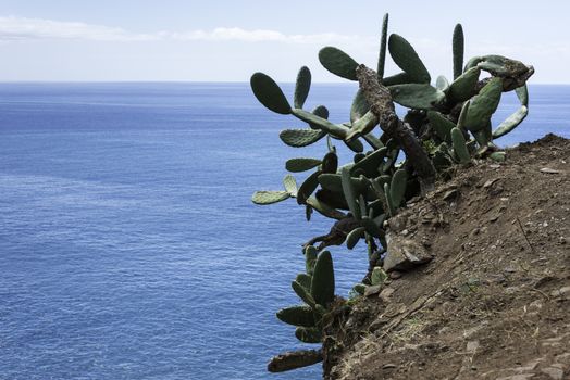 rocks with big green cactus and bleu atlantic ocean on madeira island