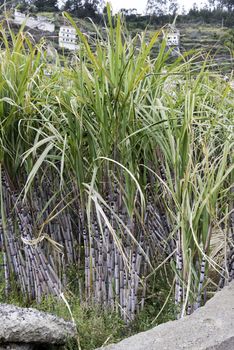 field with sugar cane on madeira island