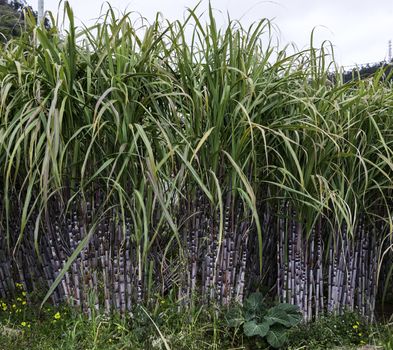 field with sugar cane on madeira island