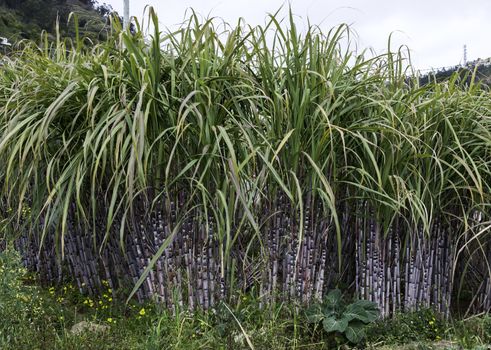 field with sugar cane on madeira island