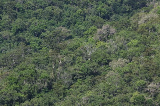top view of forest in thailand and blue sky.