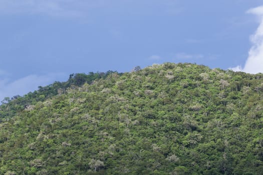 top view of forest in thailand and blue sky.