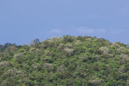 top view of forest in thailand and blue sky.