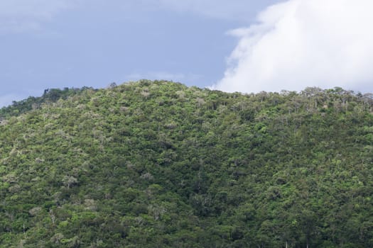 top view of forest in thailand and blue sky.