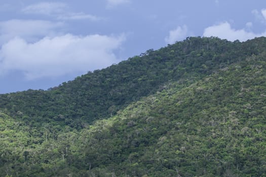top view of forest in thailand and blue sky.