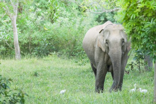 Asian elephants are the largest living land animals in Asia.Asian elephants are highly intelligent and self-aware.