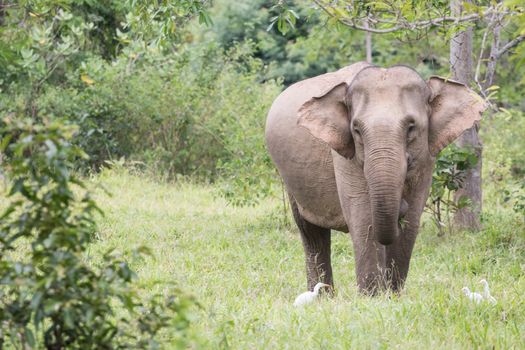 Asian elephants are the largest living land animals in Asia.Asian elephants are highly intelligent and self-aware.