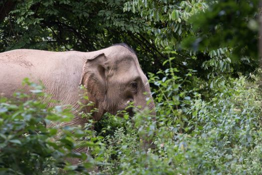 Asian elephants are the largest living land animals in Asia.Asian elephants are highly intelligent and self-aware.