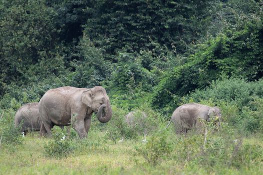 Asian elephants are the largest living land animals in Asia.Asian elephants are highly intelligent and self-aware.