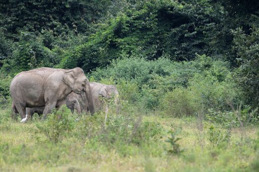 Asian elephants are the largest living land animals in Asia.Asian elephants are highly intelligent and self-aware.