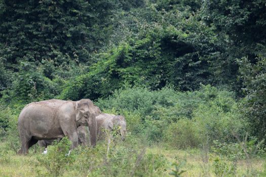 Asian elephants are the largest living land animals in Asia.Asian elephants are highly intelligent and self-aware.
