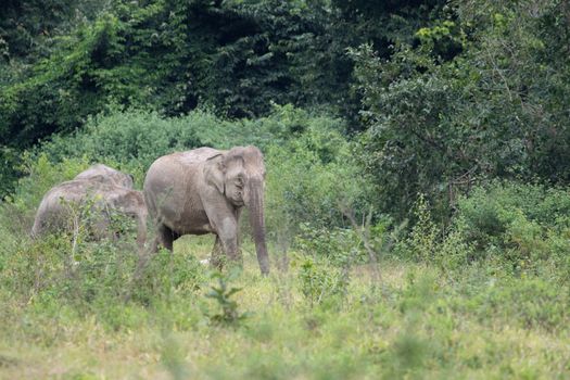 Asian elephants are the largest living land animals in Asia.Asian elephants are highly intelligent and self-aware.