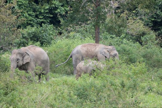 Asian elephants are the largest living land animals in Asia.Asian elephants are highly intelligent and self-aware.