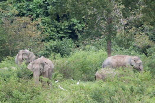 Asian elephants are the largest living land animals in Asia.Asian elephants are highly intelligent and self-aware.