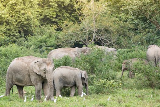 Asian elephants are the largest living land animals in Asia.Asian elephants are highly intelligent and self-aware.