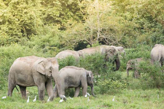 Asian elephants are the largest living land animals in Asia.Asian elephants are highly intelligent and self-aware.