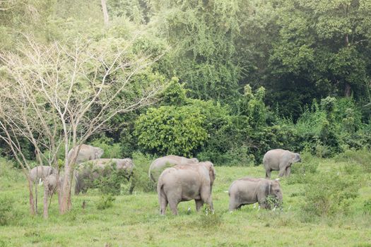 Asian elephants are the largest living land animals in Asia.Asian elephants are highly intelligent and self-aware.