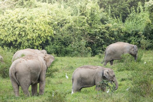 Asian elephants are the largest living land animals in Asia.Asian elephants are highly intelligent and self-aware.