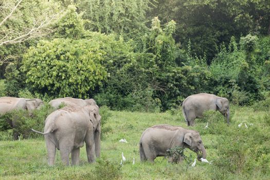 Asian elephants are the largest living land animals in Asia.Asian elephants are highly intelligent and self-aware.