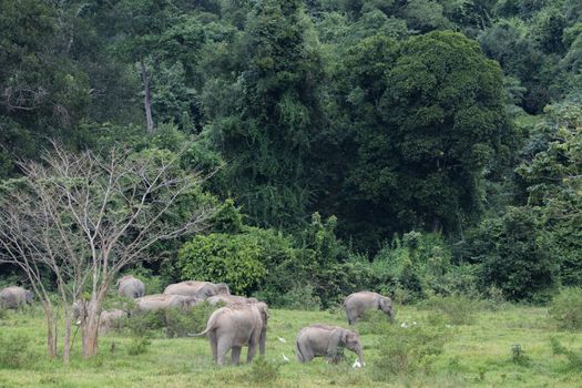 Asian elephants are the largest living land animals in Asia.Asian elephants are highly intelligent and self-aware.