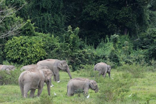 Asian elephants are the largest living land animals in Asia.Asian elephants are highly intelligent and self-aware.